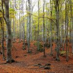 tercer-premio_p.-natural_hayedo-magico_pedro-villa-emperador